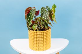 home-organizing_gardening_indoor_polka-dot-begonia-indoor-care_01-realsimple