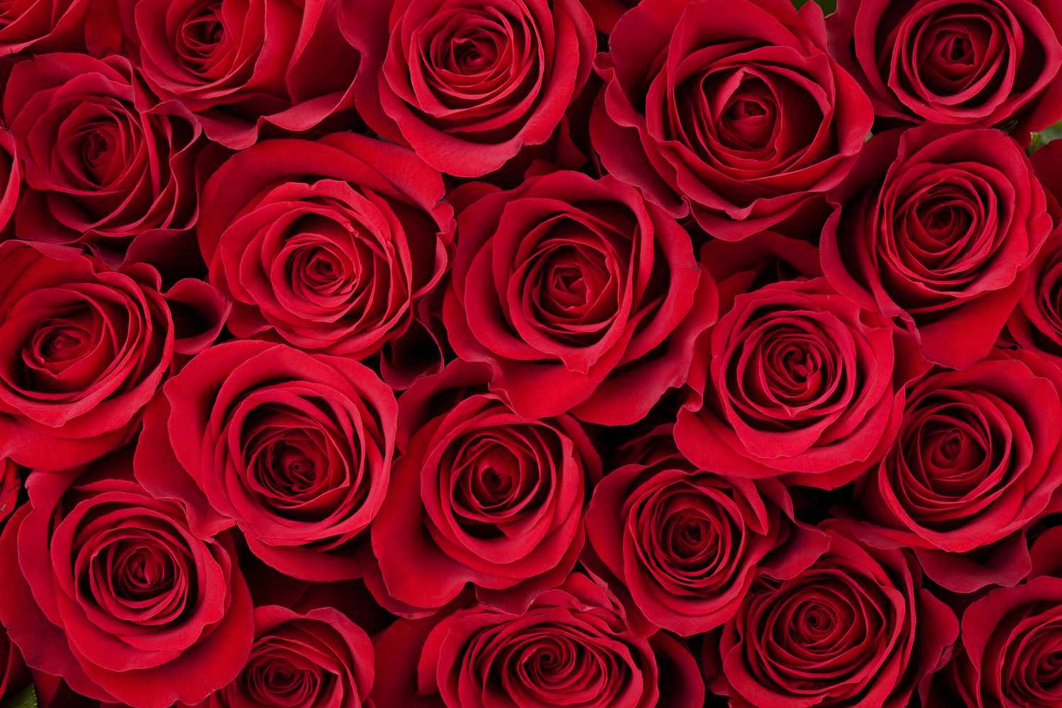 Valentine's Day roses