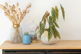 Variegated house plant on wooden dresser