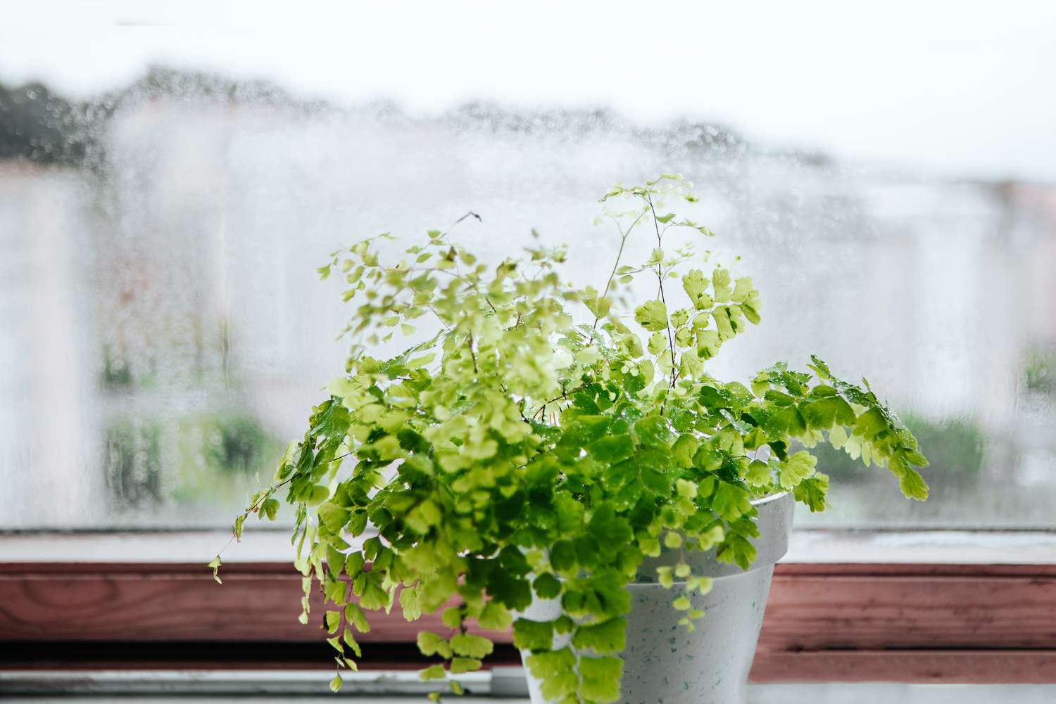 Maidenhair Fern