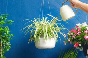 person watering a spider plant in a white hanging pot, surrounded by other plants and flowers