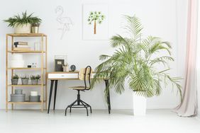 Workspace with indoor palm tree