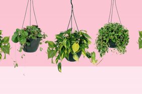 indoor hanging plants for every room