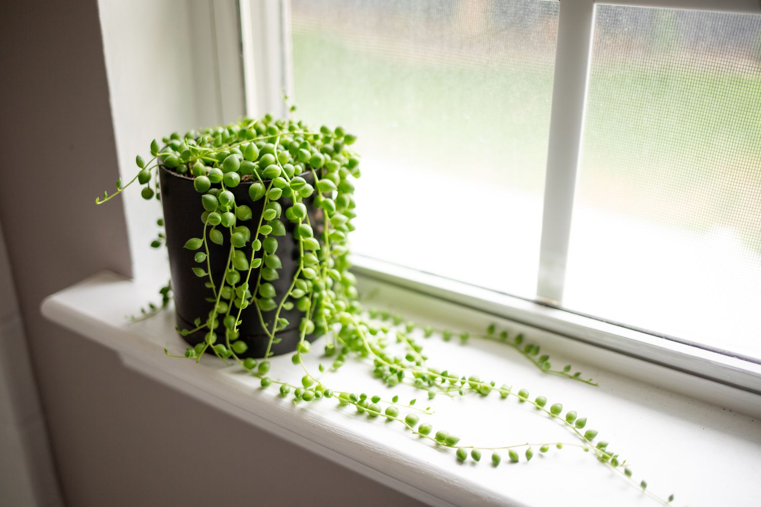 string of pearls plant with long trailing stems in dark pot on white windowsill