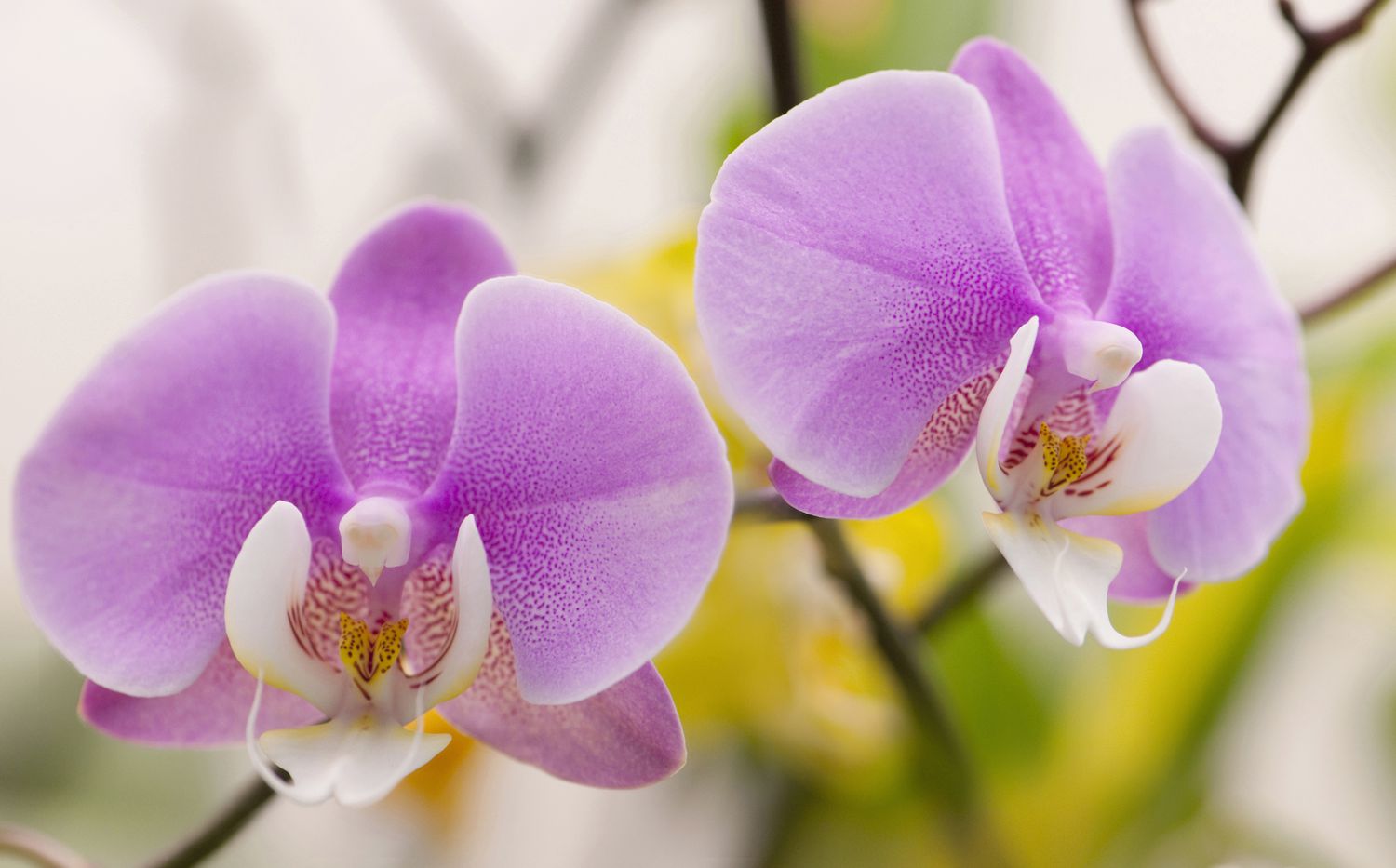 Phalaenopsis cultivar, Moth orchid