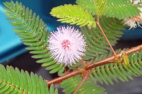 Mimosa pudica or sensitive plant