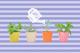 Four potted plants in a row with an illustrated watering can watering one of the plants