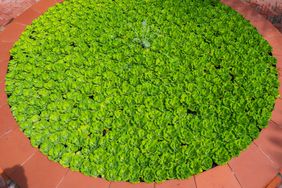 Mankai-Duckweed-superfood-GettyImages-1330156251