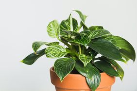 Philodendron Varieties