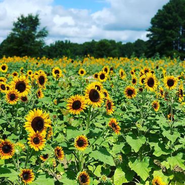 sunflower field