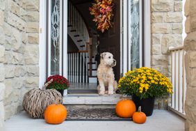 Soft coated wheaten terrier dog sitting in doorway of home in the fall