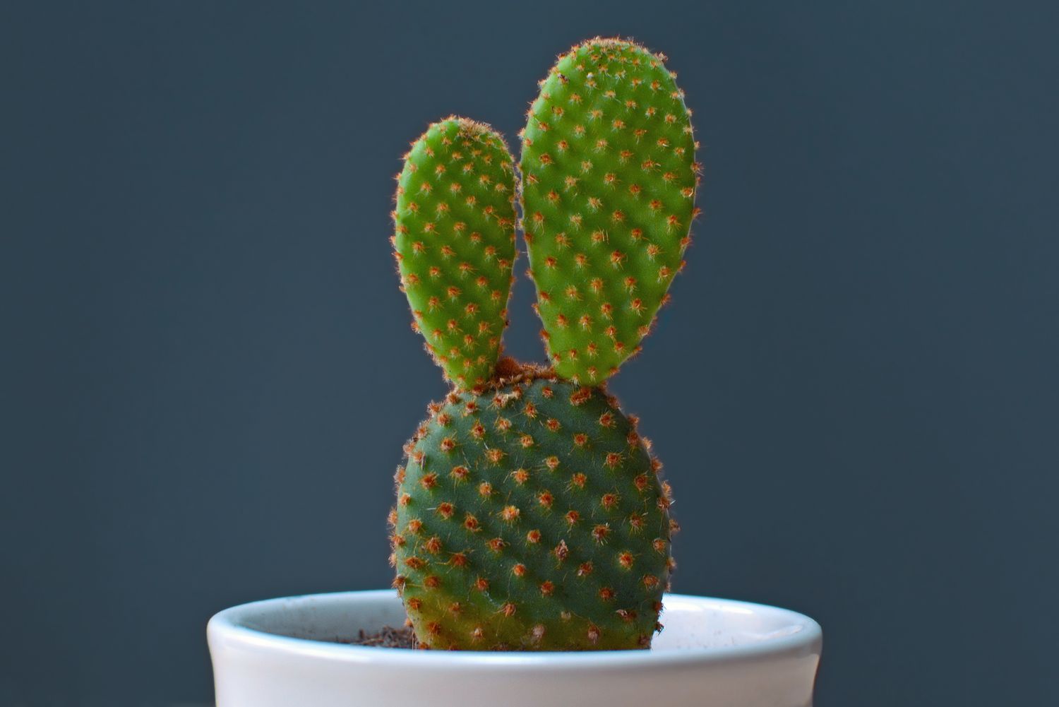 Bunny Ear Cactus Opuntia Microdasys