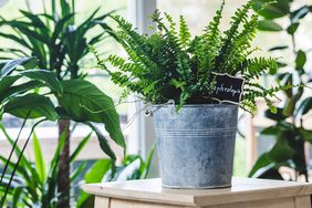 Potted Nephrolepis exaltata (Boston fern, Green Lady) on wooden table