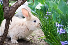 The Rabbit In The Garden