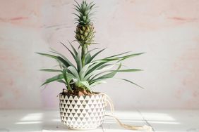 Pineapple plant indoors in black and white pot on white table, pink back