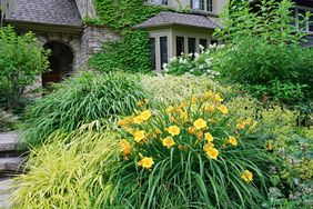 garden in front of house