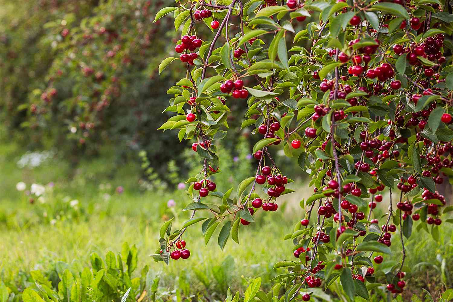 cherry tree with ripe cherries