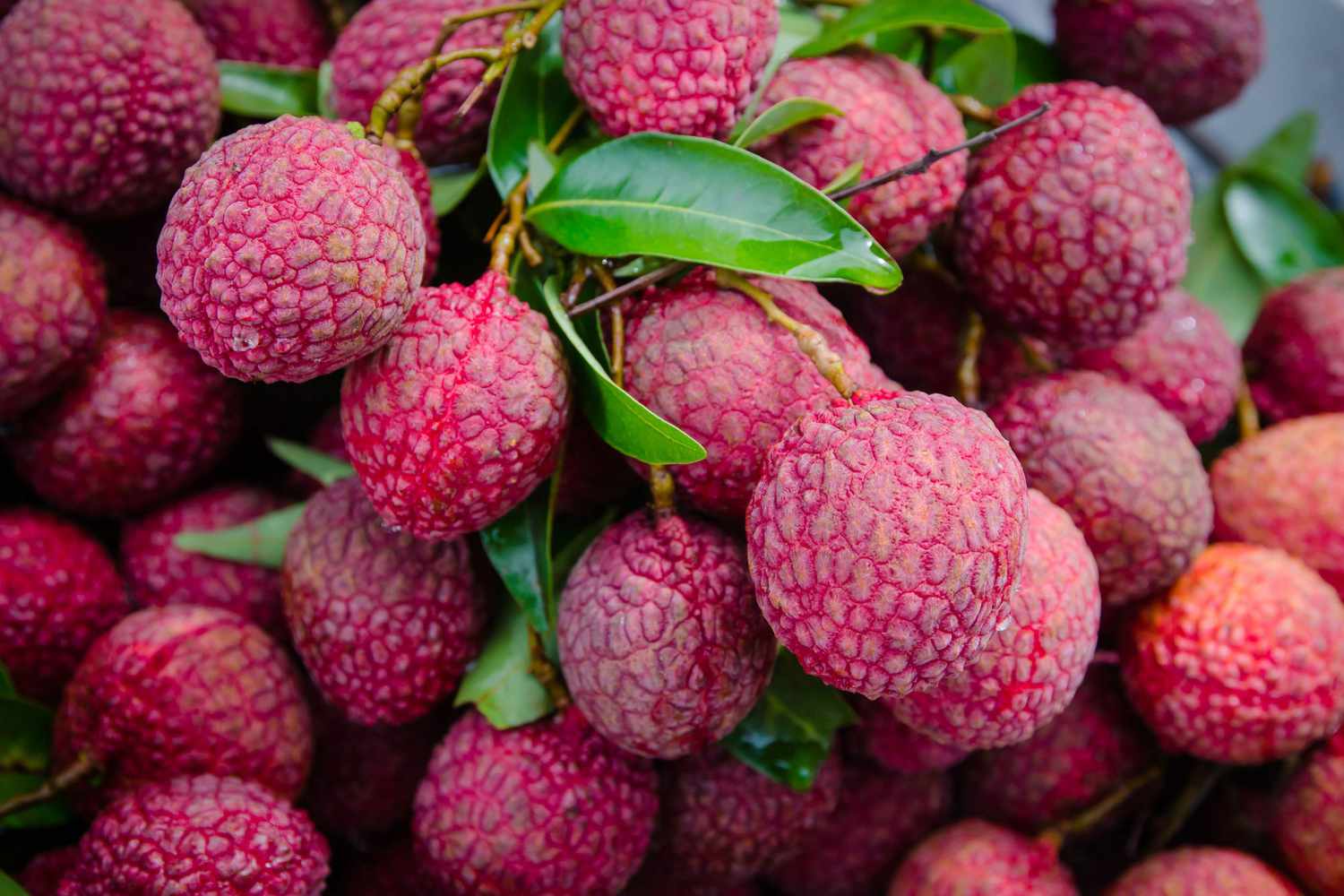 Lychees up close