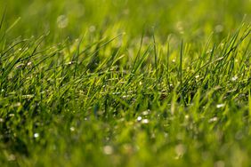 Close-up view of freshly cut green grass on lawn