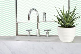 Best Plants for the Bathroom, aloe plant in bathroom