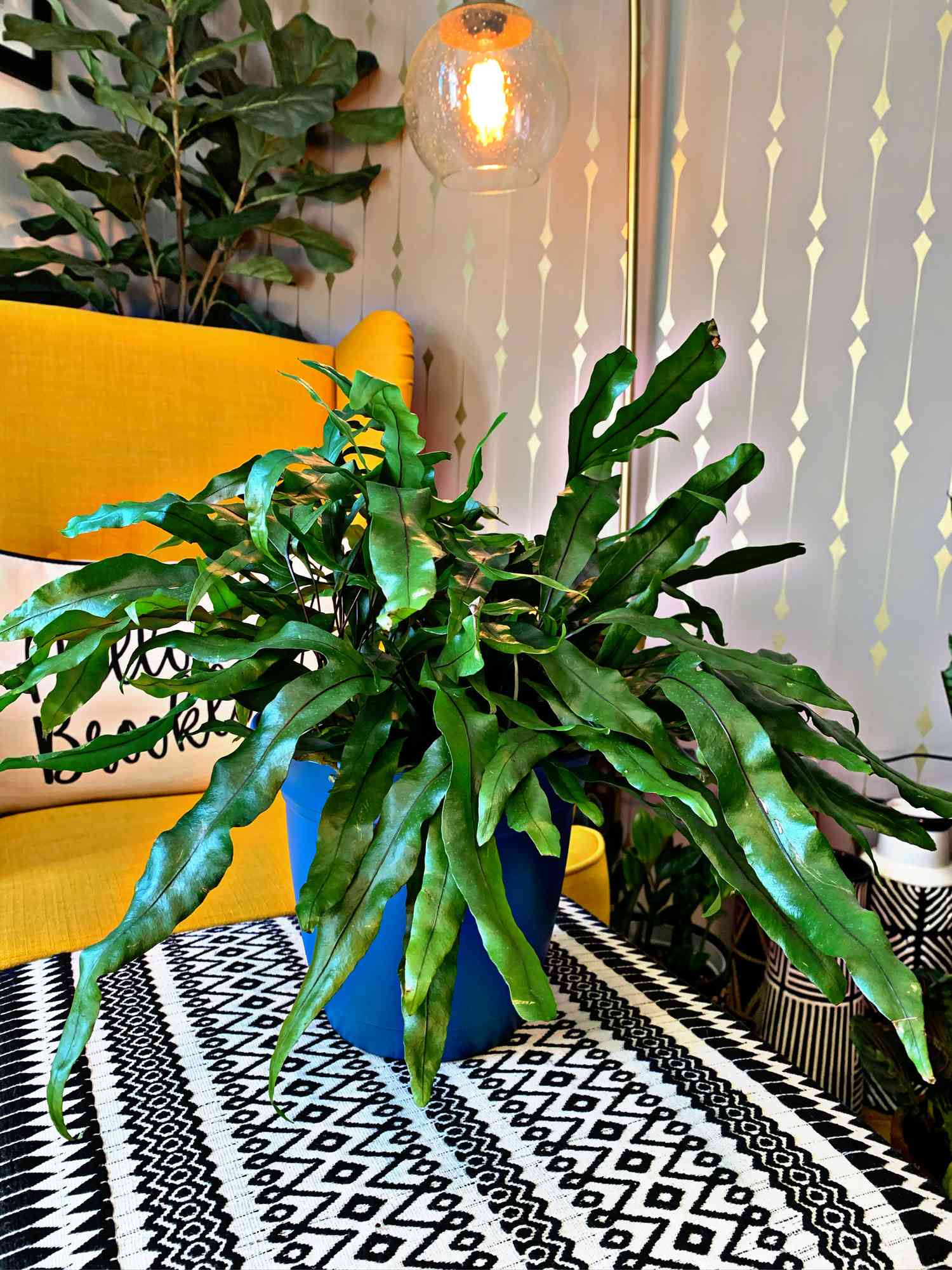 dark green kangaroo fern in blue pot on black and white tablecloth in front of yellow couch