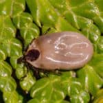 American Dog Tick