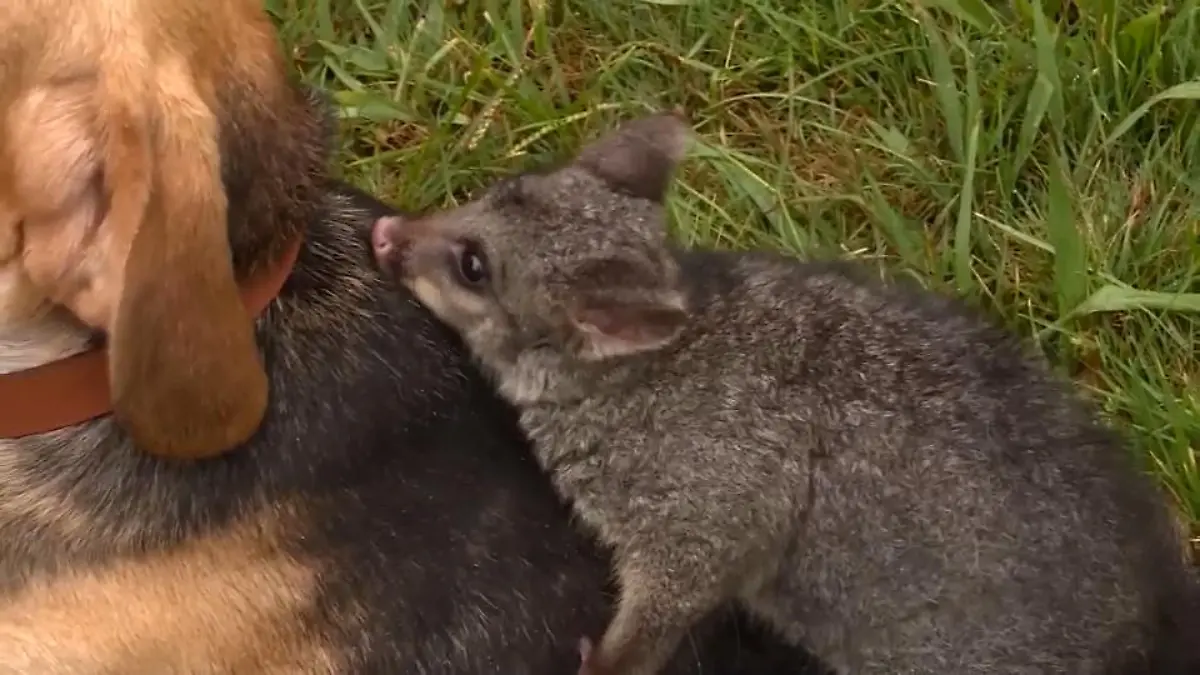 Beagle-Dame adoptiert Baby-Opossum Diese Liebe kennt keine Grenzen