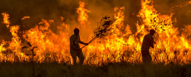 People beating futilely at towering flames with branches