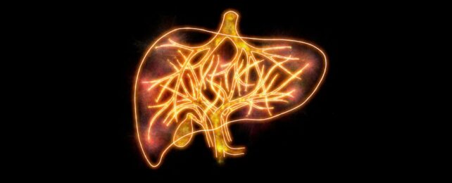 Illustration of liver in glowing outlines