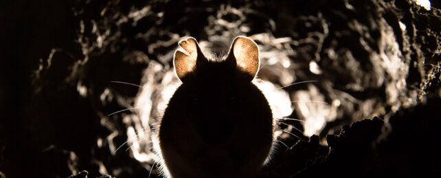 mouse silhouette with translucent ears