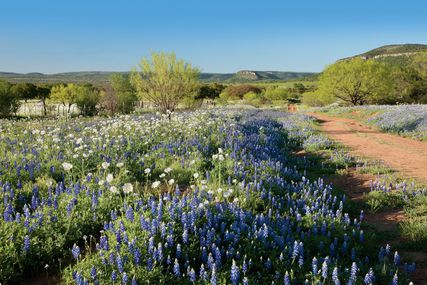 Swim in Texas Bluebonnets