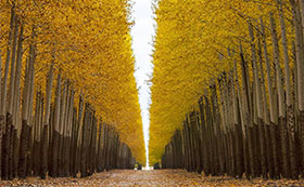 Tall Hedge Plants