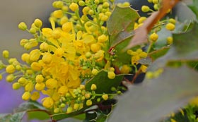 Low Hedge Plants