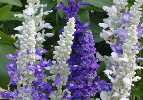 Salvia Plants