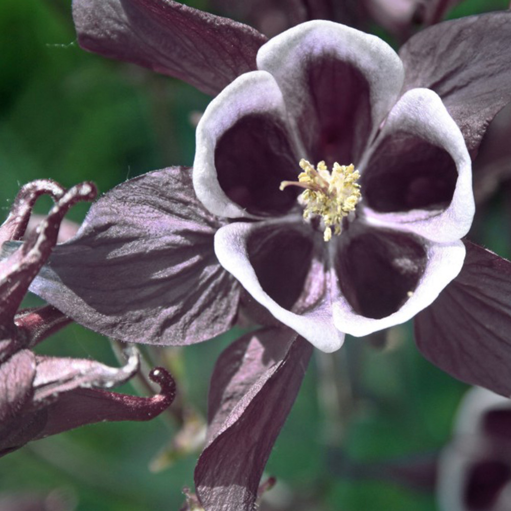 Aquilegia vulgaris ...