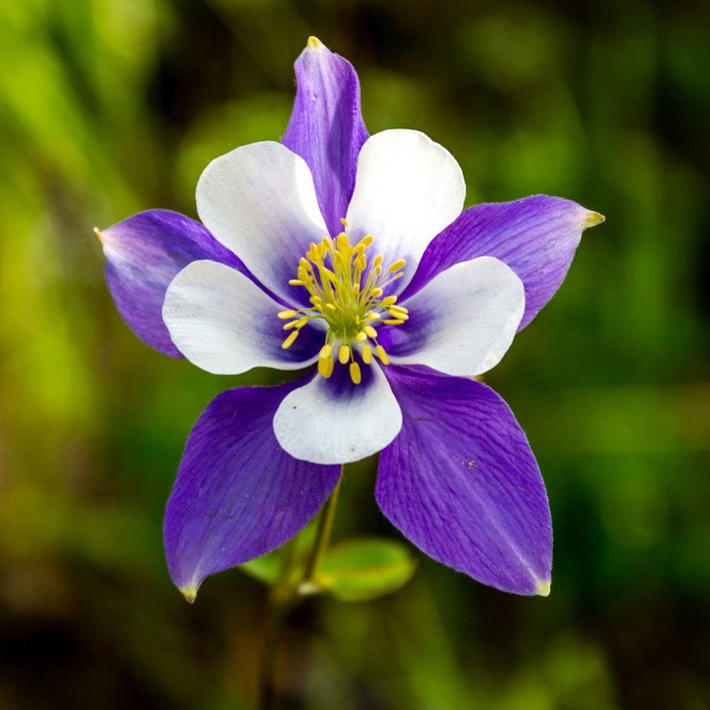 Aquilegia 'Blue Star...