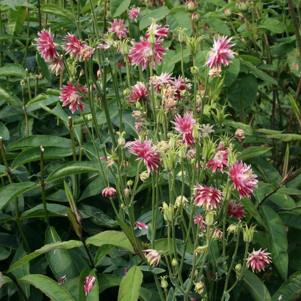 Aquilegia vulgaris...