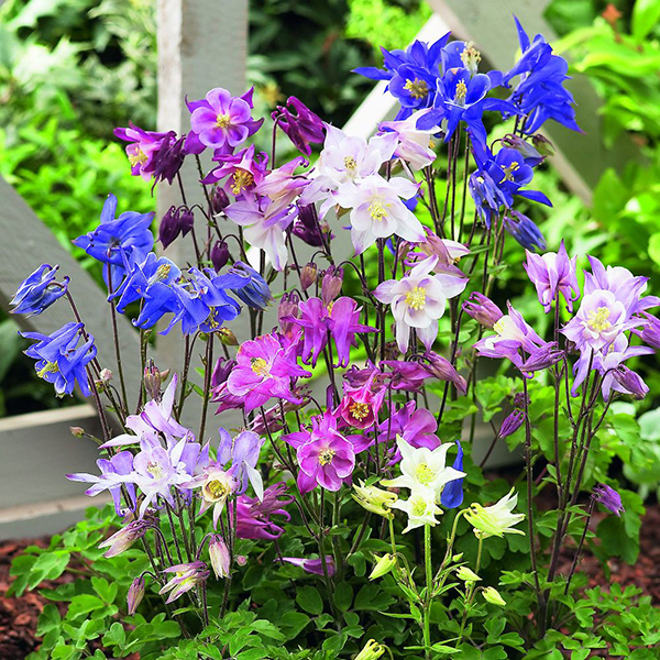 Aquilegia caerulea ...