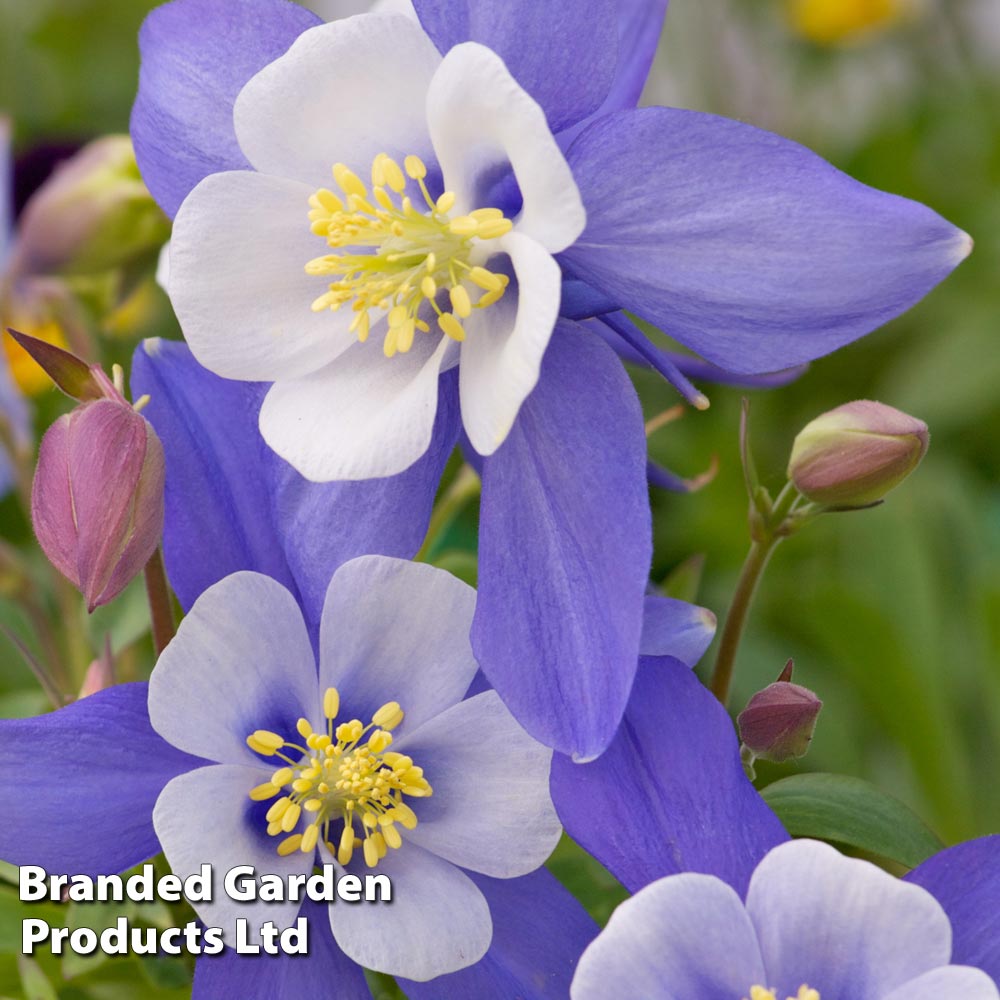 Aquilegia 'Dragonfly...