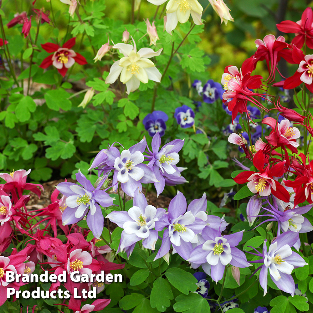 Aquilegia caerulea ...