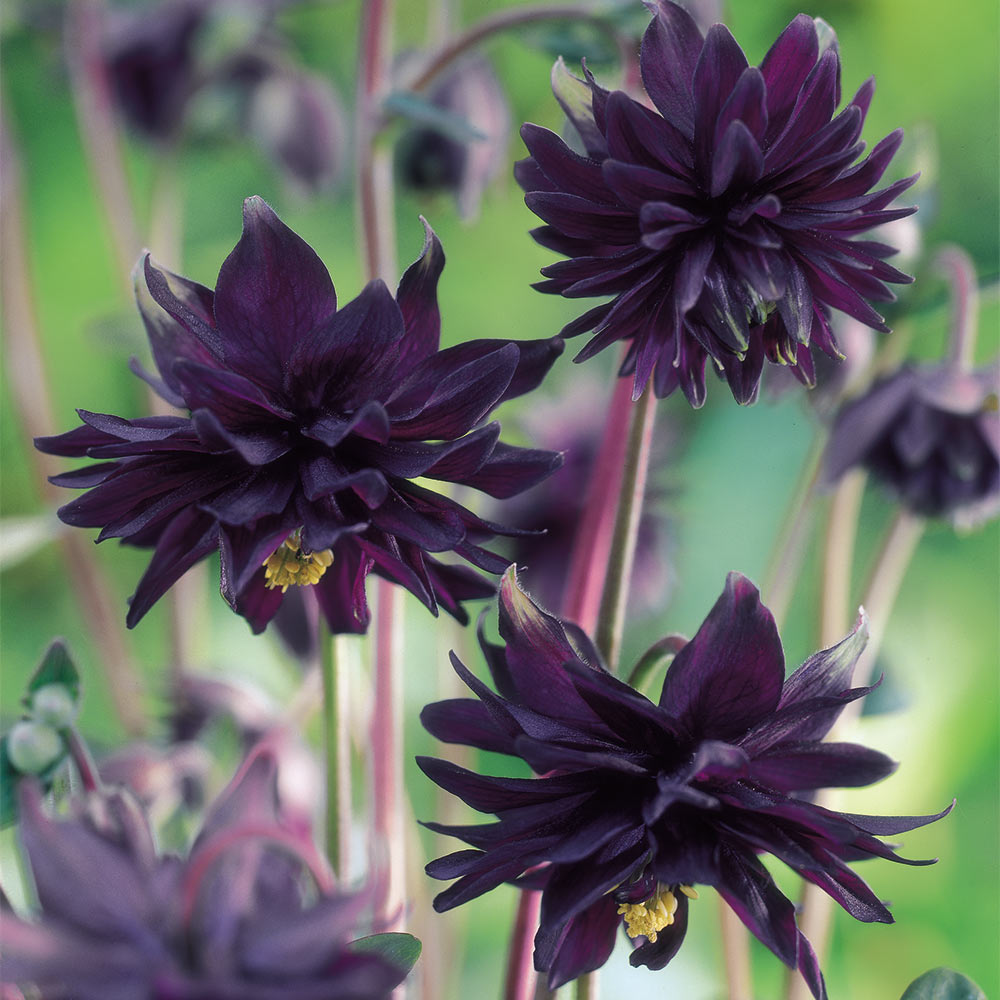 Aquilegia vulgaris...