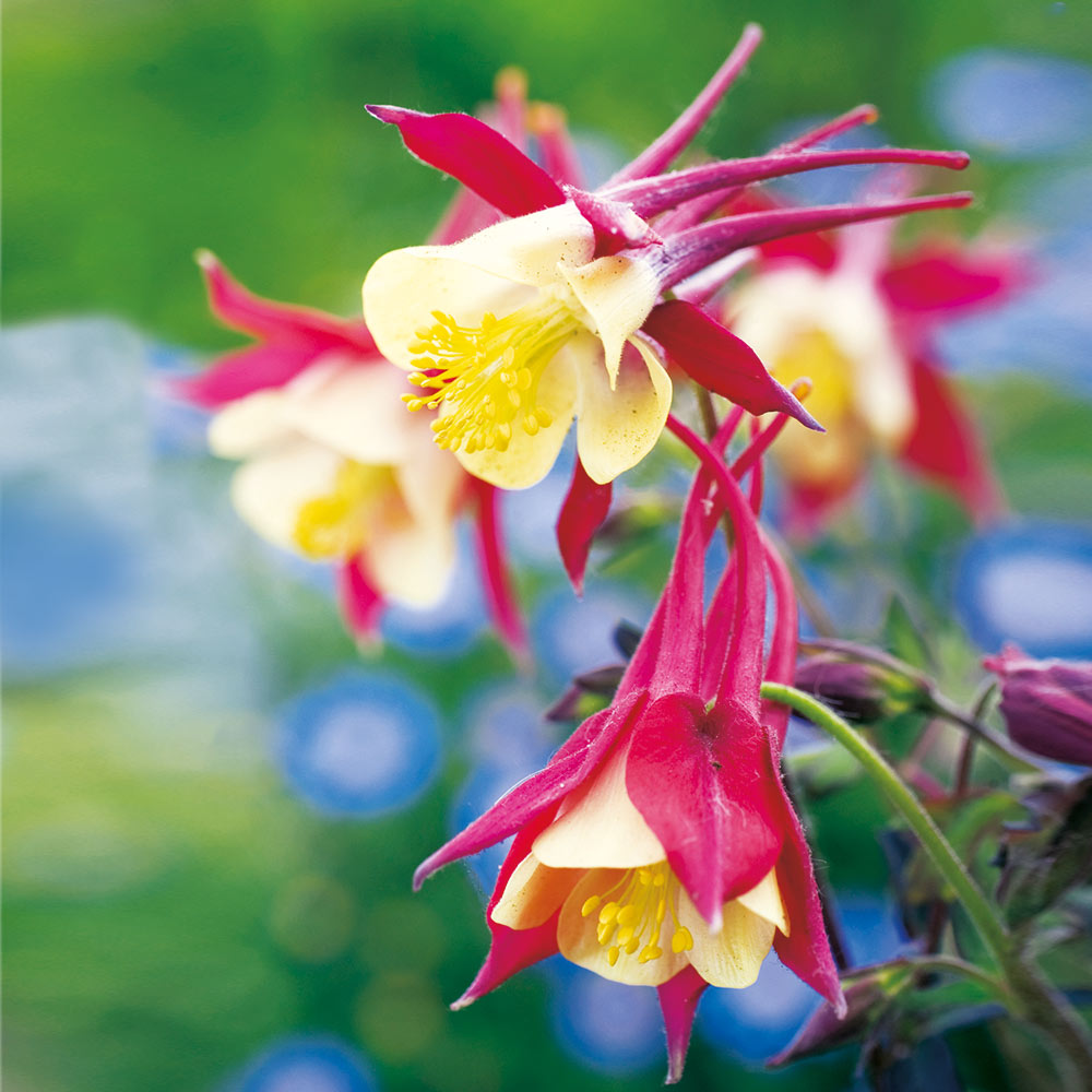 Aquilegia 'Crimson...