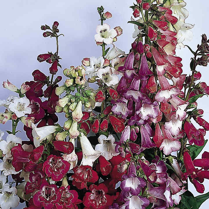 Penstemon 'Beloved...