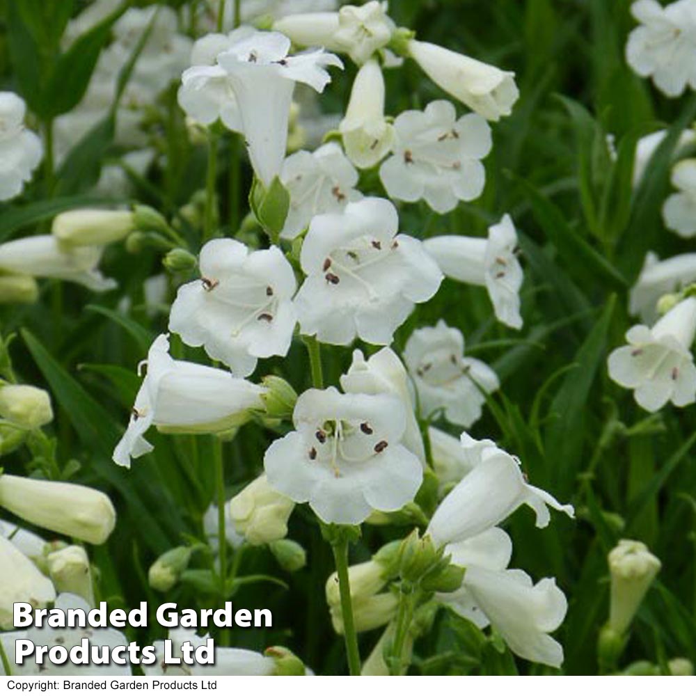 Penstemon 'White...