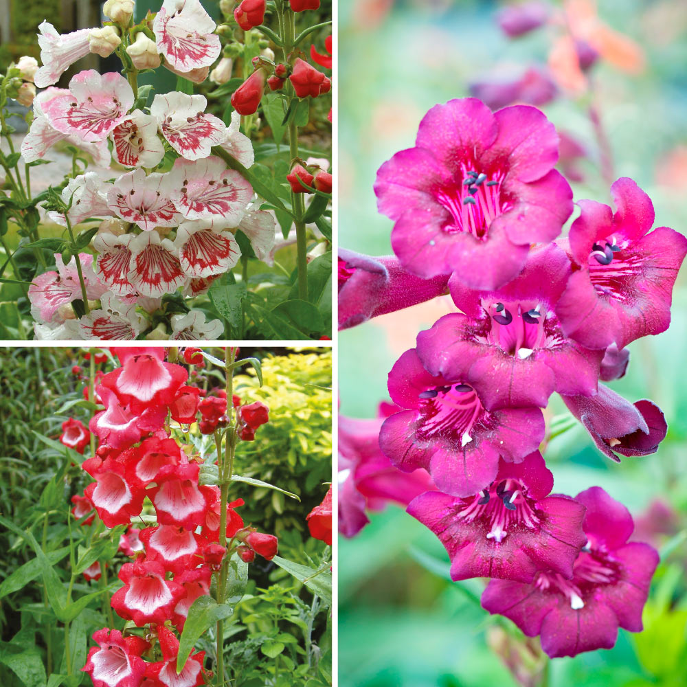 Penstemon 'Ice Cream...