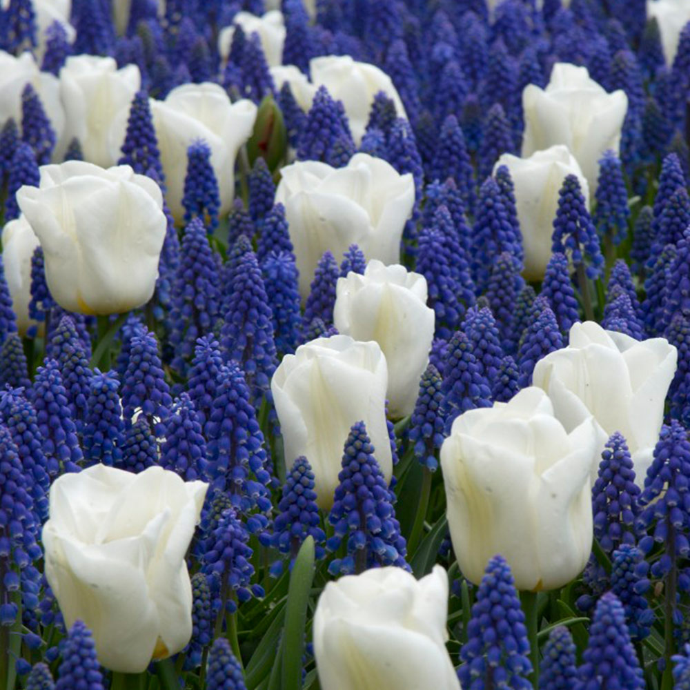 Tulip 'White' and...