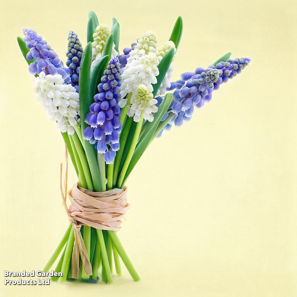 Muscari Blue &amp;...