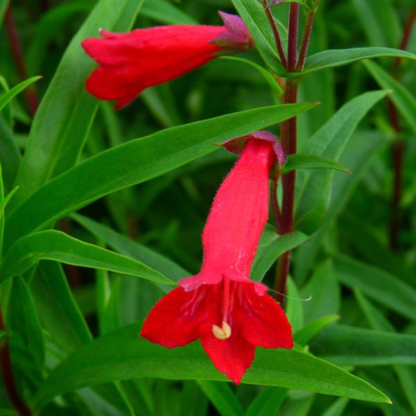 Penstemon 'Windsor...