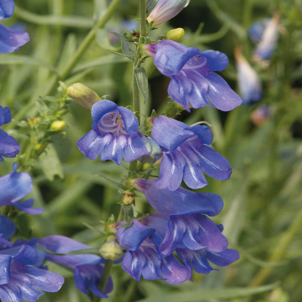 Penstemon...