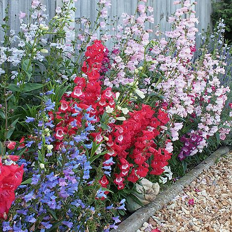 Penstemon Collection